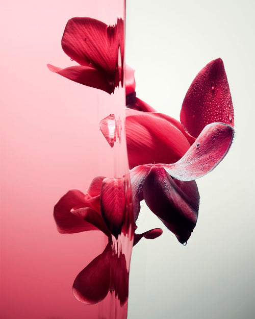 SONGE POURPRE 100 ML