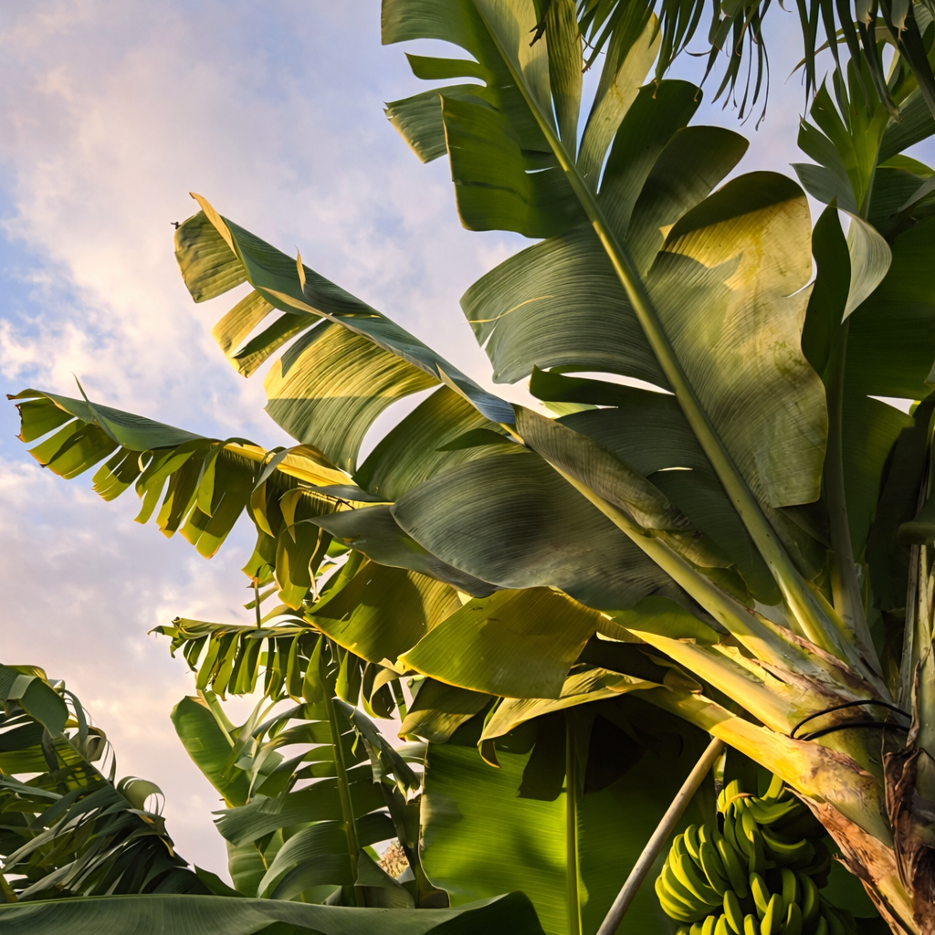 ÉCLIPSE GOURMANDE 100 ML